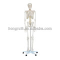 Anatomia médica Esqueleto de tamanho mini esqueleto (85CM)